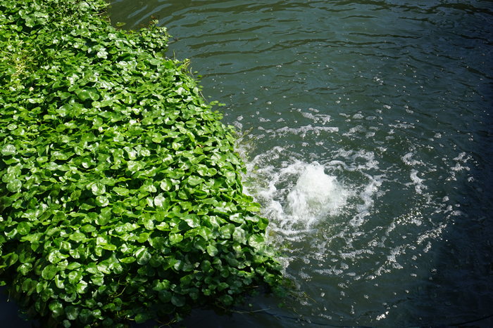 經(jīng)開區(qū)黑臭水體治理項目